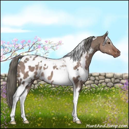 Horse Color:White Spotted Liver Red Dun Mushroom Tobiano Near Leopard