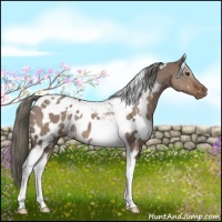 Horse Color:White Spotted Liver Red Dun Mushroom Tobiano Appaloosa 