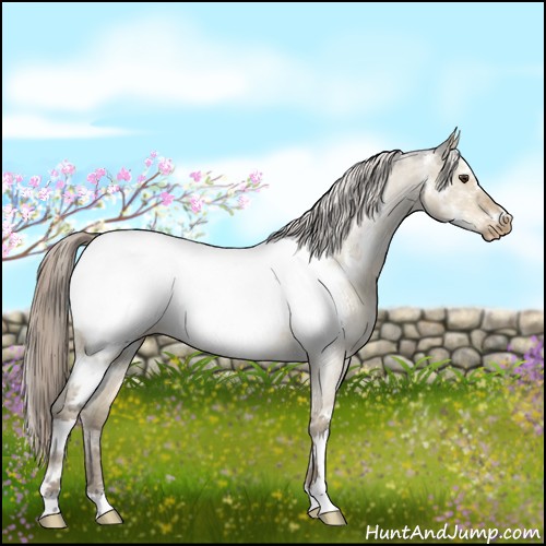 Horse Color:White Spotted Chocolate Palomino Dun Frame Appaloosa