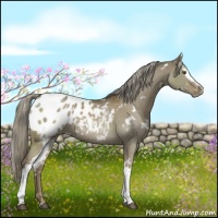 Horse Color:White Spotted Chocolate Palomino Dun Mushroom Appaloosa 