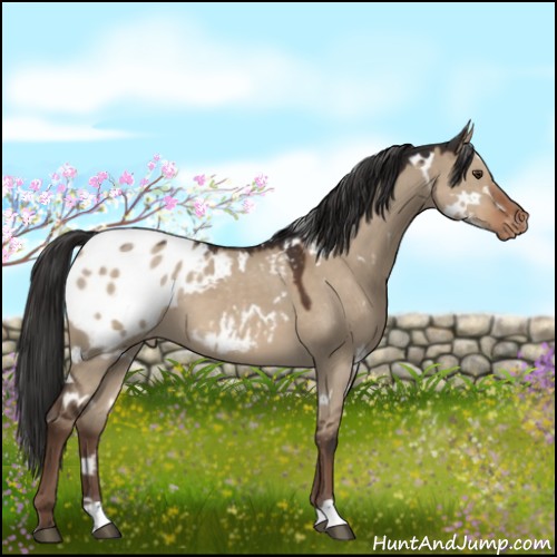 Horse Color:White Spotted Liver Red Dun Appaloosa 