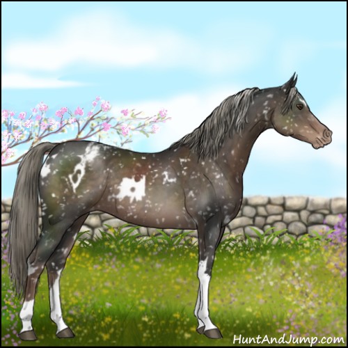 Horse Color:White Spotted Liver Chestnut Mushroom Tobiano Snowflake Varnish Rabicano 