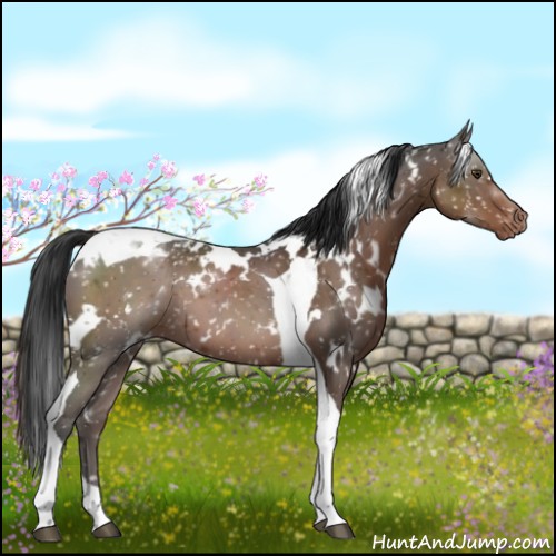 Horse Color:White Spotted Liver Chestnut Tobiano Appaloosa
