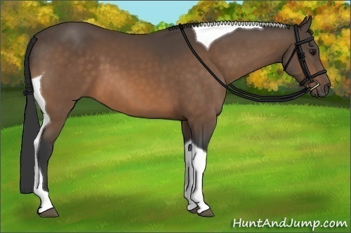 Horse Color:Buckskin Tobiano