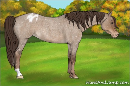 Horse Color:Liver Red Dun Roan Appaloosa 