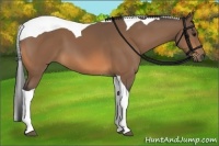 Horse Color:Buckskin Tobiano