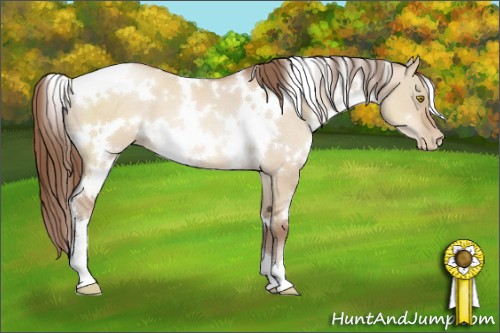 Horse Color:White Spotted Bay Pearl Dun 