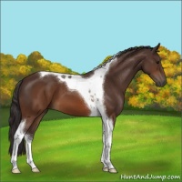 Horse Color:Buckskin Tobiano