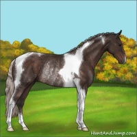 Horse Color:Silver Brown Tobiano Rabicano 