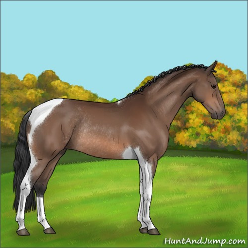 Horse Color:Bay Tobiano Rabicano 
