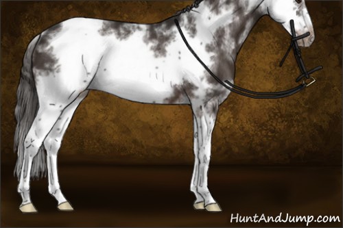 Horse Color:Liver Chestnut Sabino Splash Frame Rabicano