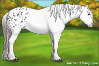 Horse Color:Black Appaloosa Rabicano 