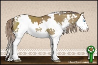 Horse Color:White Spotted Chocolate Palomino Dun Sabino Splash 