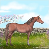 Horse Color:Chocolate Palomino Dun 