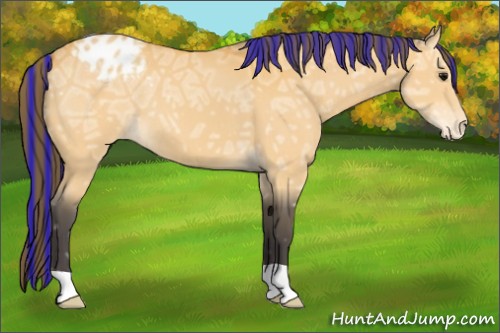 Horse Color:Painted Buckskin Ice Appaloosa