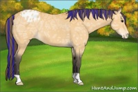 Horse Color:Painted Buckskin Ice Appaloosa 