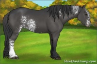 Horse Color:White Spotted Black 