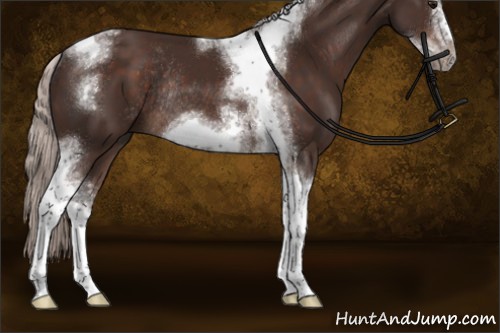 Horse Color:Silver Brown Sabino Tobiano Frame Rabicano 