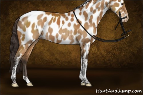 Horse Color:Buckskin Sabino Tobiano Appaloosa 