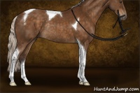 Horse Color:Silver Buckskin Sabino Tobiano Rabicano