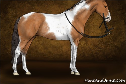 Horse Color:Buckskin Sabino Tobiano Rabicano