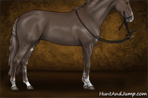 Horse Color:Liver Chestnut Sabino Rabicano