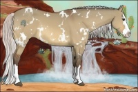 Horse Color:White Spotted Silver Bay Dun Splash