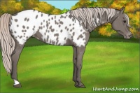 Horse Color:Silver Grullo Appaloosa 