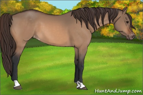 Horse Color:Brown Dun Appaloosa 