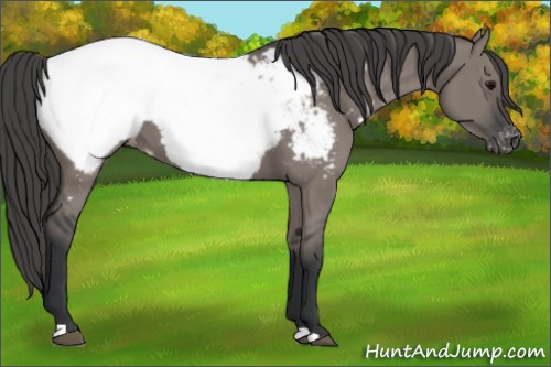 Horse Color:Grullo Appaloosa 