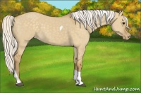 Horse Color:Silver Smoky Grullo Tobiano Appaloosa 