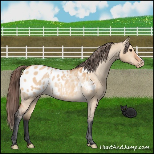 Horse Color:Bay Dun Appaloosa Rabicano 