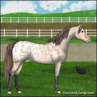 Horse Color:Bay Dun Appaloosa Rabicano