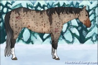 Horse Color:Brown Dun Tobiano Brindle 