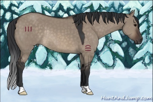 Horse Color:Brown Dun Rabicano