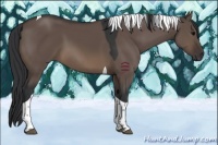 Horse Color:Brown Dun Tobiano 