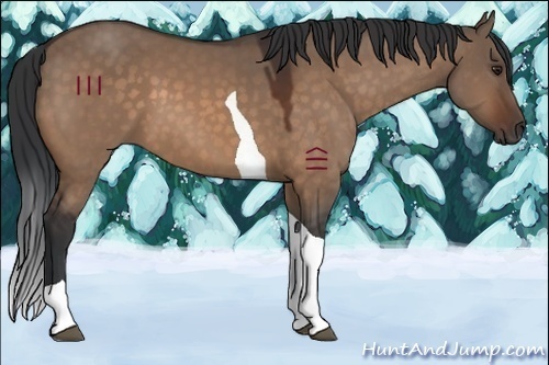 Horse Color:Brown Dun Tobiano 