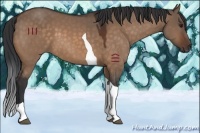 Horse Color:Brown Dun Tobiano 