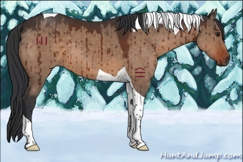 Horse Color:Brown Dun Tobiano Brindle 