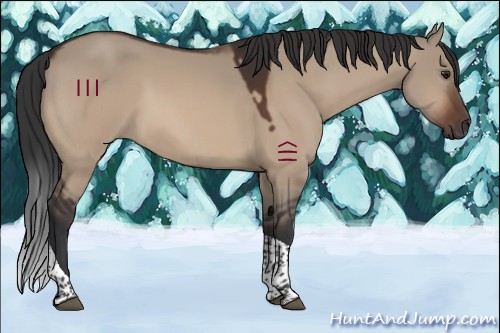 Horse Color:Brown Dun Tobiano 