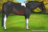 Horse Color:Brown Tobiano 