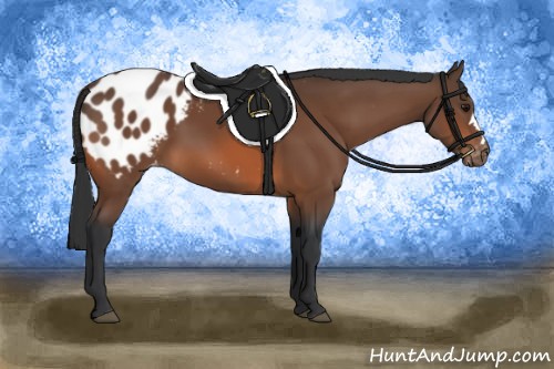 Horse Color:Bay Appaloosa 