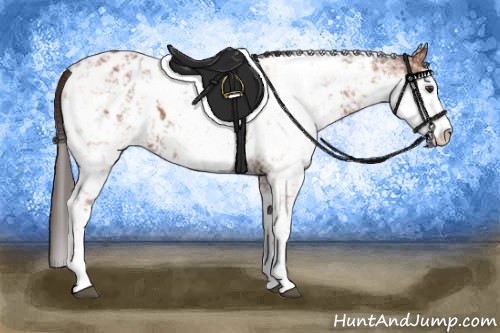 Horse Color:Bay Sabino Appaloosa 