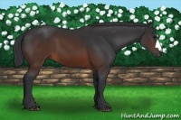 Horse Color:Brown 