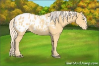 Horse Color:Gold Cream Champagne Appaloosa 