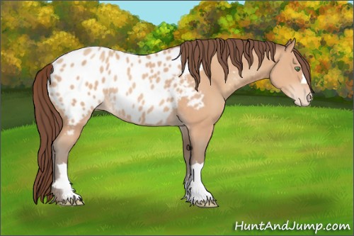 Horse Color:Amber Champagne Blanket Rabicano