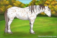 Horse Color:Amber Champagne Appaloosa 