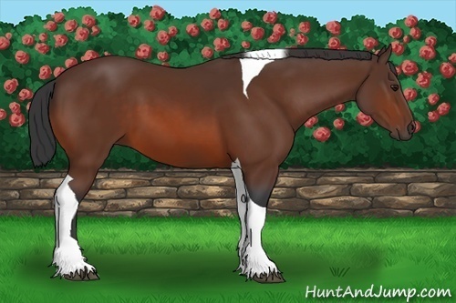 Horse Color:Bay Tobiano 
