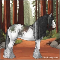 Horse Color:White Spotted Black 