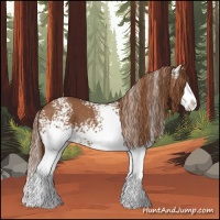 Horse Color:White Spotted Chestnut Splash 